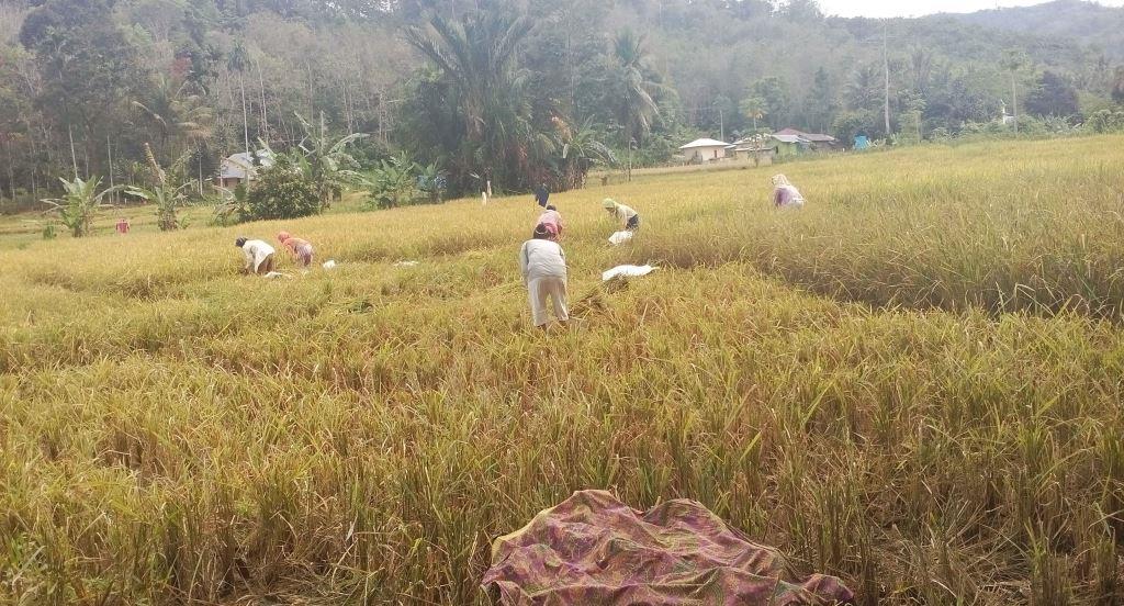 PERTANIAN- Kondisi Lahan Pertanian di Batang Angkola Kabupaten Tapanuli Selatan