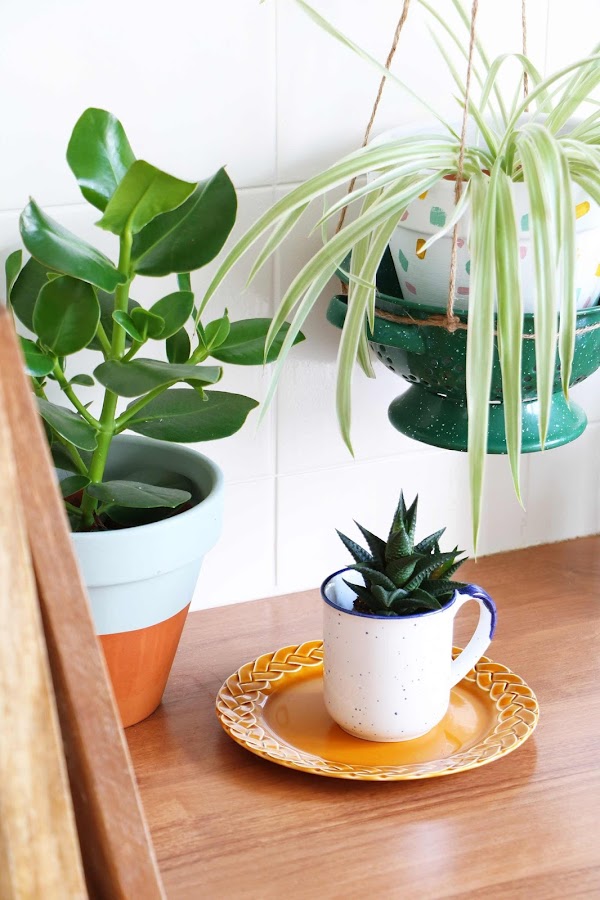 plantas de interior decoconsailo.com