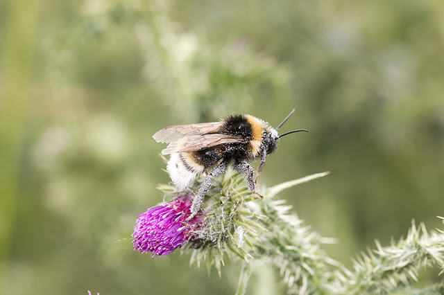Bee on Thistle Bee on Thistle