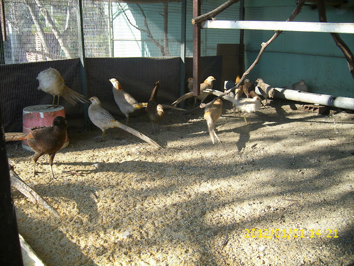 Golden pheasant - Aviary