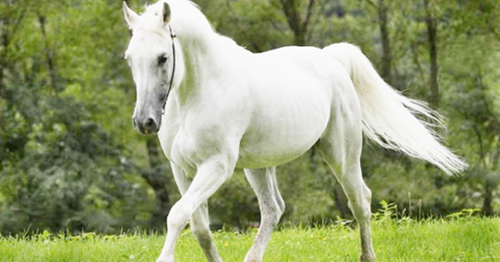 18 Arti Mimpi Di Kejar Kuda Mengamuk Menurut Islam Dan Primbon Jawa Lengkap Arti Mimpi Islam Primbon