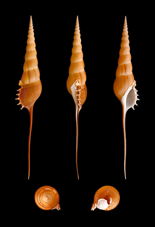 Conchology101: Tibia Fusus