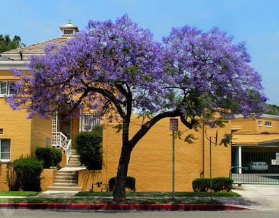 The Color Purple - Jacaranda & Eggplant Hummus