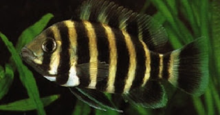 Merawat Ikan Nintynine atau Zebra Tilapia