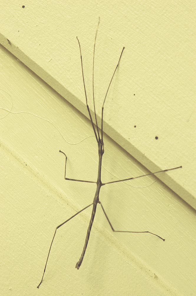 The Nature of Robertson Stick Insects "Doing what comes natur'lly"