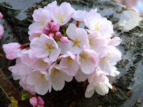 Links da WEB: Papel de Parede de Flores #2