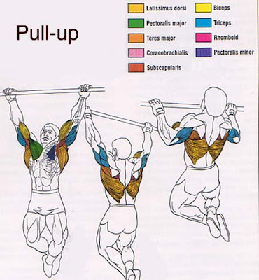 pull ups for beginners
