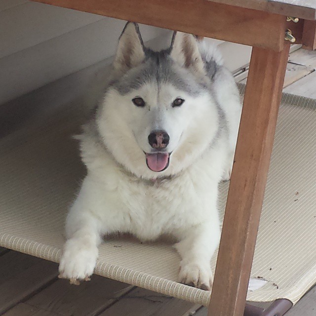 Rebecca's Amazing Creations Husky Chocolate Sugar Cookies