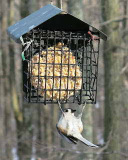 Tufted Titmouse 2