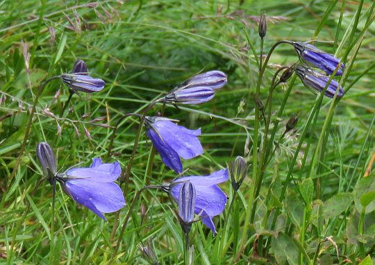 Dzwonek drobny (Campanula cochleariifolia Lam.). Dzwonek drobny (Campanula cochleariifolia Lam.).