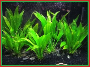 Cara Membuat Aquacsape Cantik Macam Macam Jenis Tanaman Air Aquarium