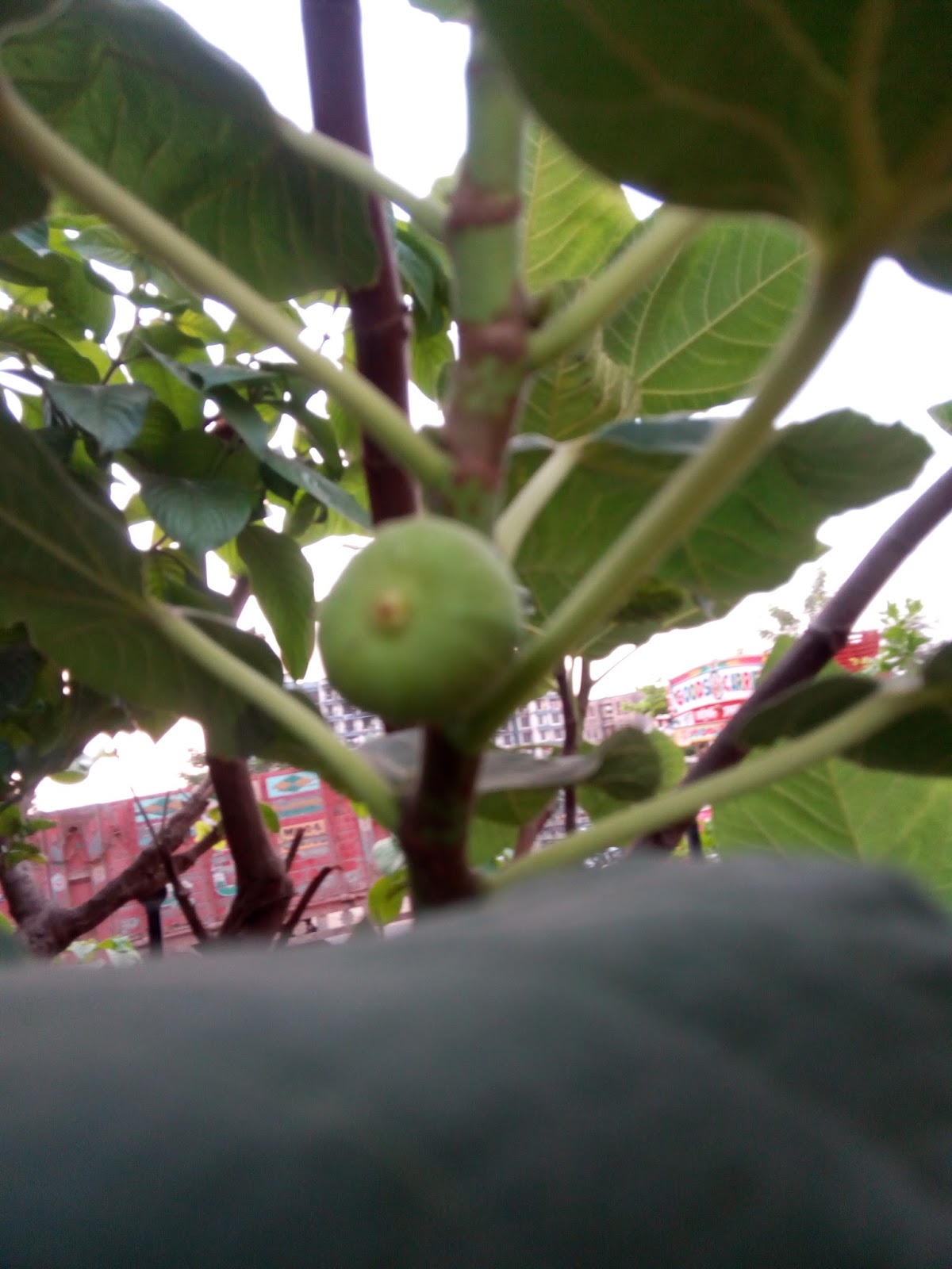 Garden Care Simplified Loaded Fruits in Our Garden Summer Happiness