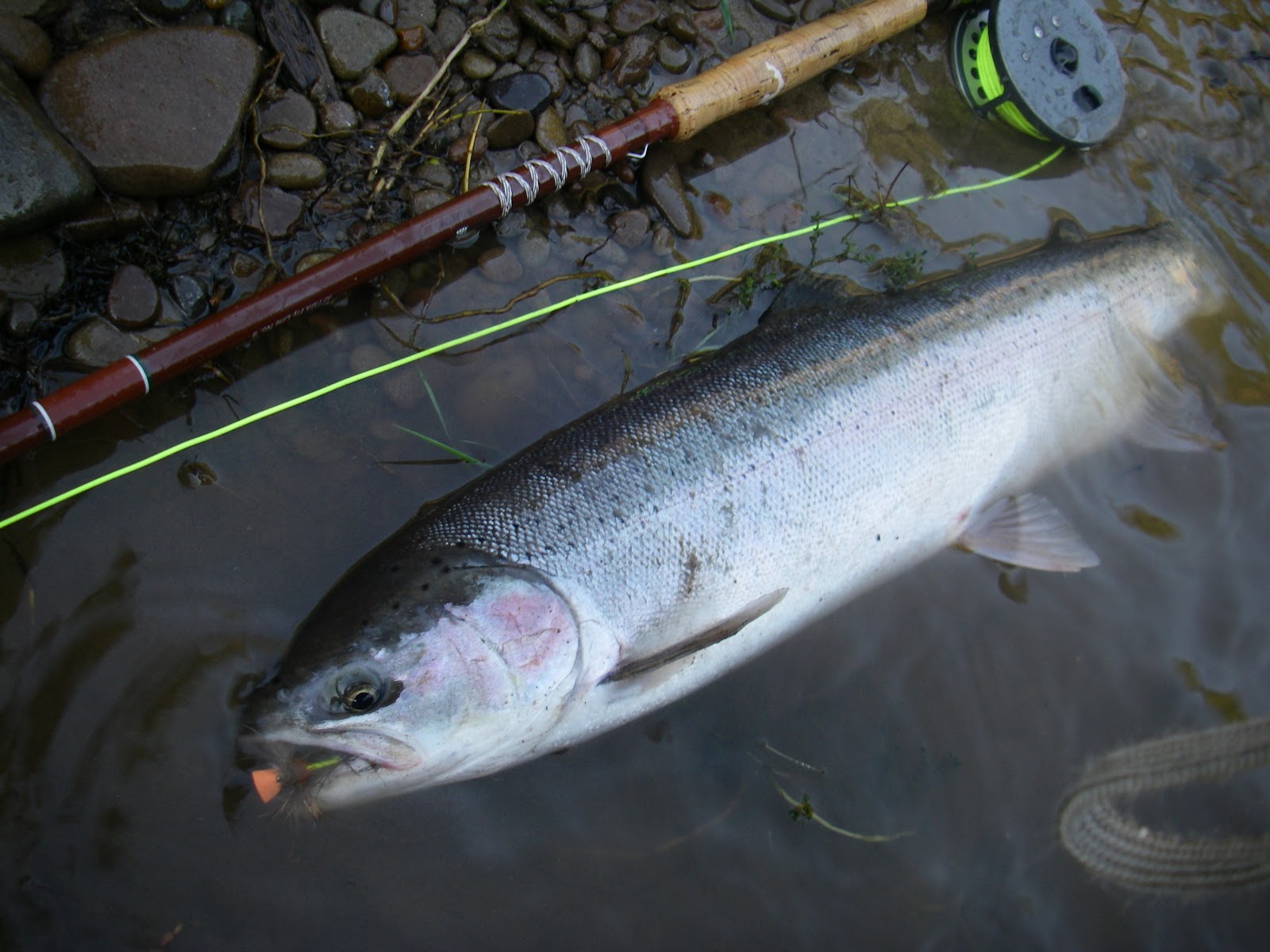 DRY LINE STEELHEAD OREGON Winter Steelhead on the Surface