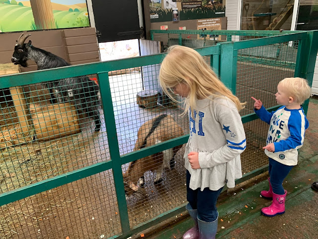Looking at some goats inside an enclosure