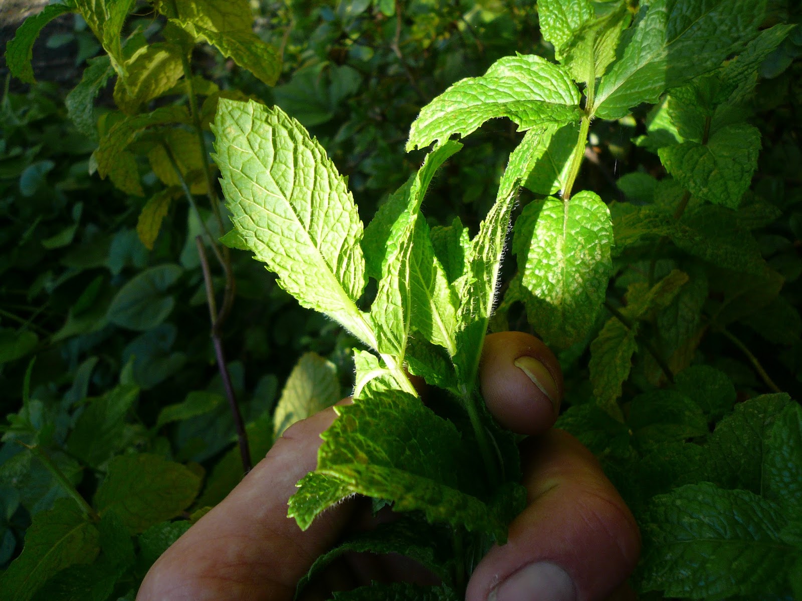 Countryman Foraging California's Wild Side The Next Step