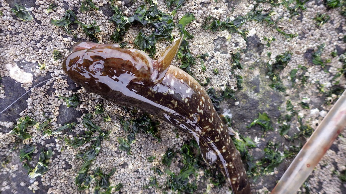 チチブ　湾奥　ストロー虫