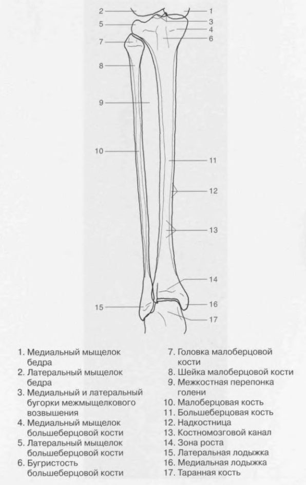 Медиальный мыщелок. Анатомия малоберцовой кости рентген. Перелом мыщелка малоберцовой кости. Малоберцовая кость анатомия человека. Шейка малоберцовой кости.