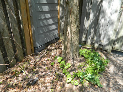 Toronto Gardening Company Riverdale Backyard Spring Cleanup Before by Paul Jung Gardening Services Toronto Gardening Company Riverdale Backyard Spring Cleanup Before by Paul Jung Gardening Services