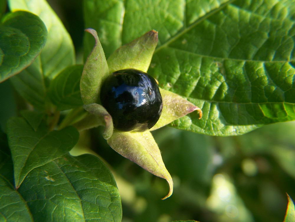 black-poisonous-plant-with-picture