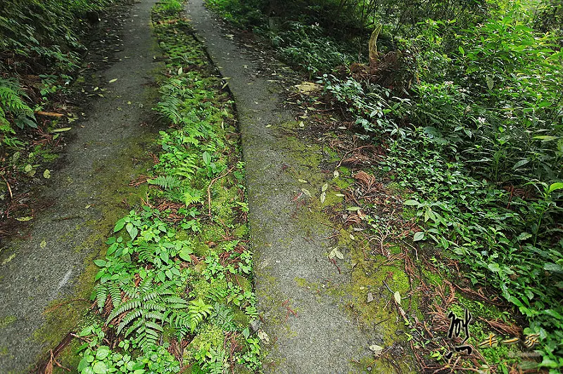 奮起湖石棹景點|龍雲休閒農場森林步道|鐵達尼石 五彩石