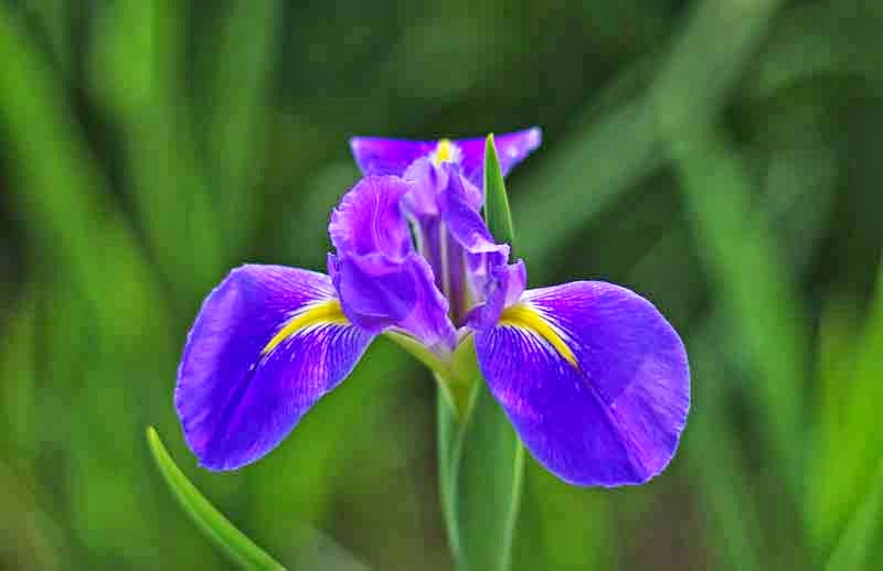 Flowers, Iris