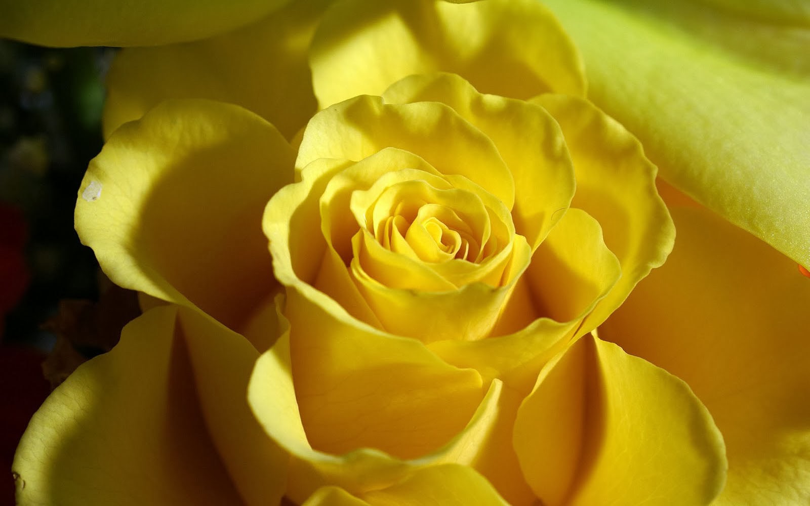 Yellow Flower Wallpaper