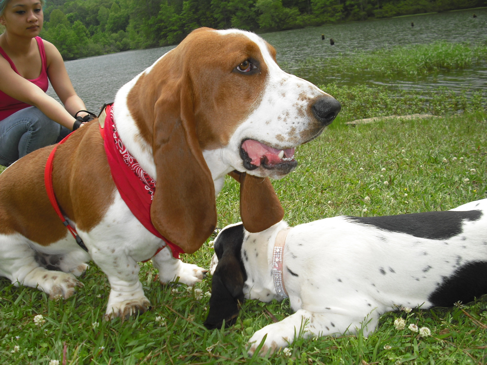Basset Drool Basset Hound Rescue of Alabama Basset hound Bash 2011