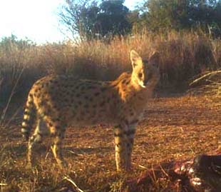 Serval at Dawn