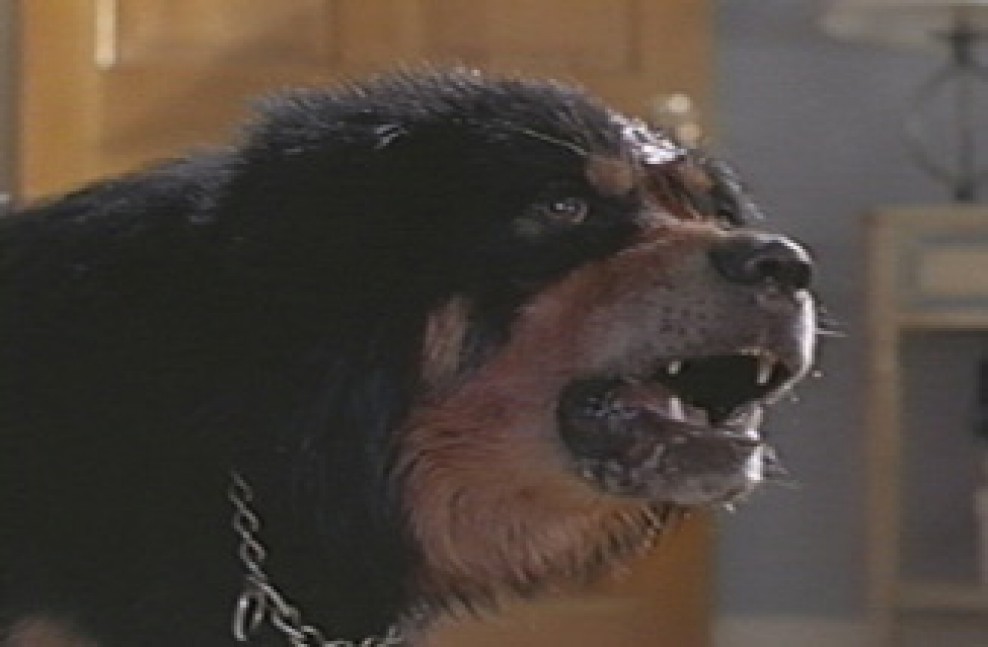 What Kind Of Dog Is Max On Man S Best Friend What Kind Of Dog Is Max On Man S Best Friend