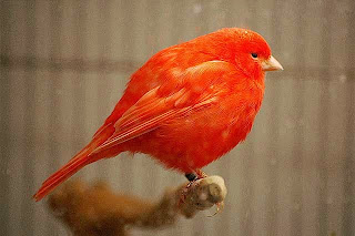 warna kenari merah warna kenari merah
