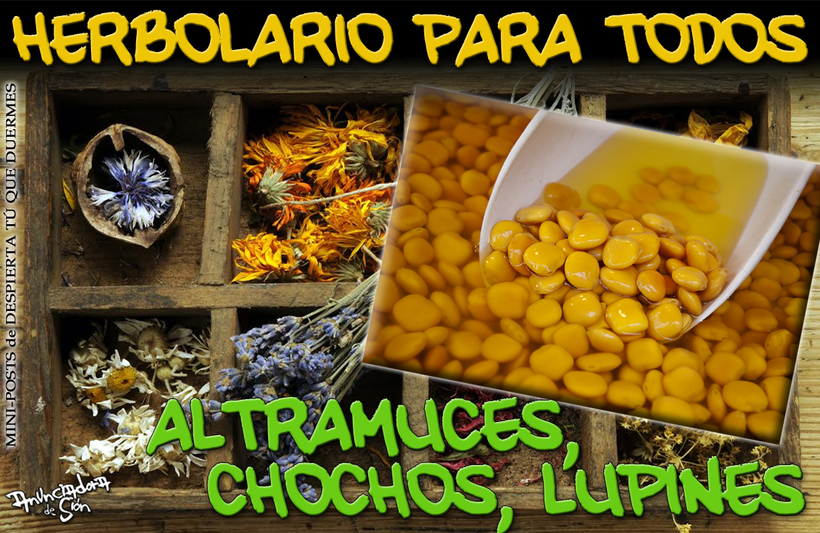 de donde proviene los altramuces de donde proviene los altramuces