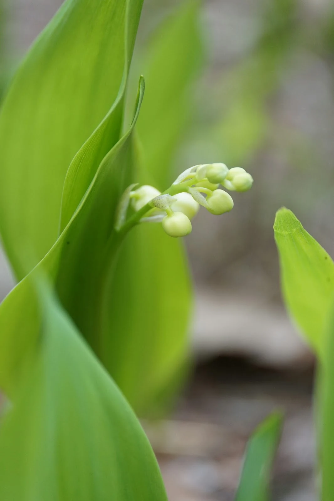 大きな葉に囲まれた鈴蘭の蕾