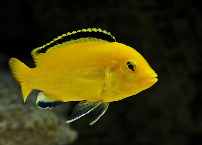 Ciclido Labidochromis Caeruleus Ciclido Labidochromis Caeruleus