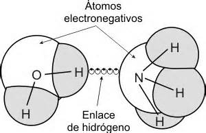 Resultado de imagen de puentes de hidrogeno en el agua y otra molecula