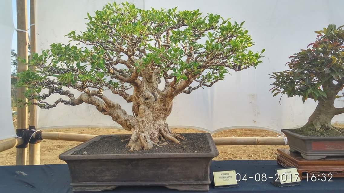Gambar bonsai beringin kimeng microcarpa dalam pembahasan menciptakan ruang yang ideal untuk bonsai beringin kimeng microcarpa