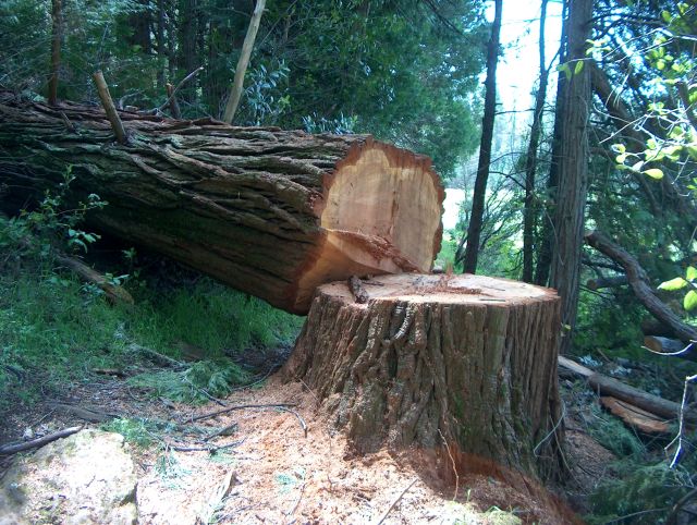 A Dry Tree Was Cut Down In My Dream Dreamswithjoshua Cutting Down Dry Tree