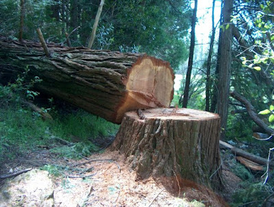 Dry Tree was Cut Down in the Dream Cutting down dry tree