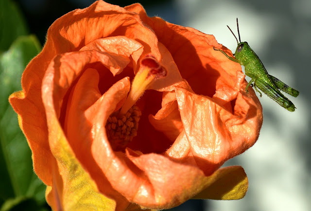 grasshopper in garden