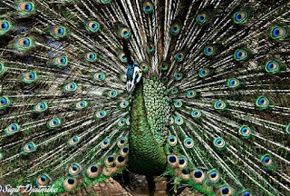 Burung Merak Hijau Yang Bagus Dan Memesona Beserta Videonya