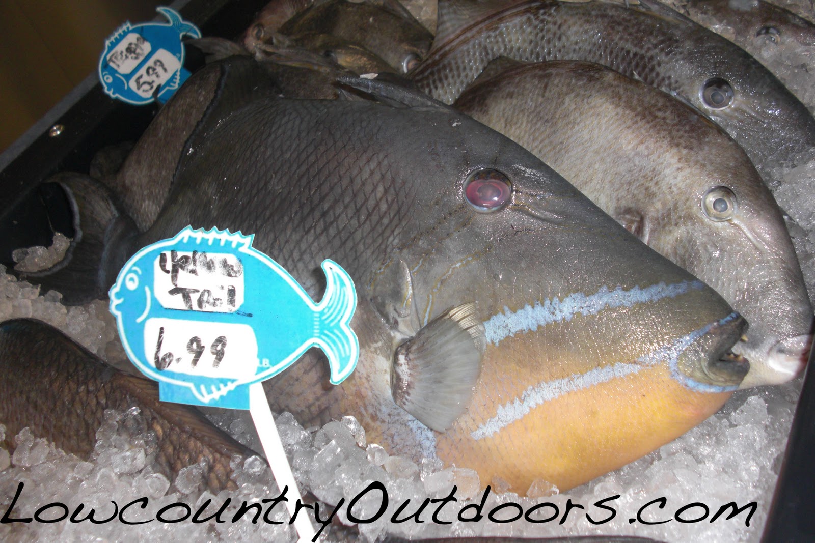 Lowcountry outdoors SellsFish Premium Seafood OPEN