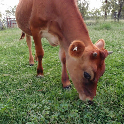 eight acres: raising a baby house cow