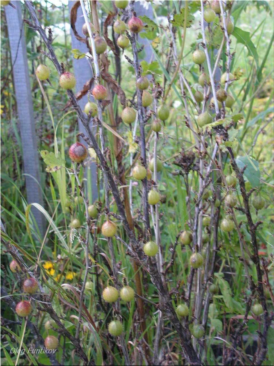 варенье киви с апельсином. киви крыжовник. киви крыжовник. киви крыжовник. крыжовник с киви куст.