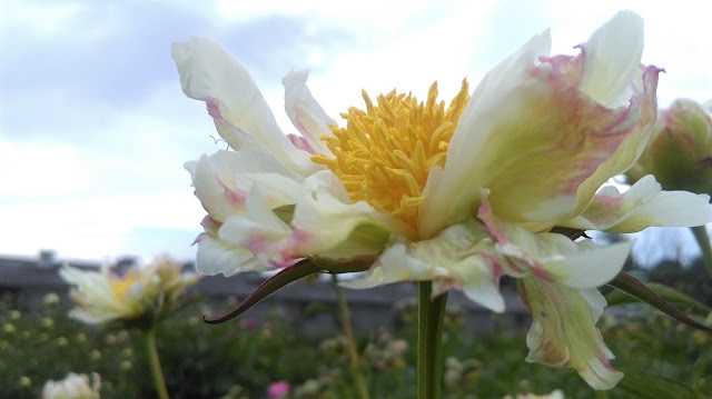 alleycat piwonie, PeonyMAX, zielona metamorfoza, ogrody wiejskie, projektowanie zieleni.