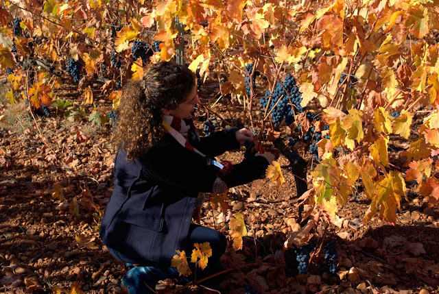 wine harvest festival autumn fall leaves grapes wine harvest festival autumn fall leaves grapes