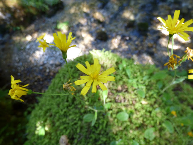 Leontodon Autumnalis, flori in Valea Horoabei, Bucegi