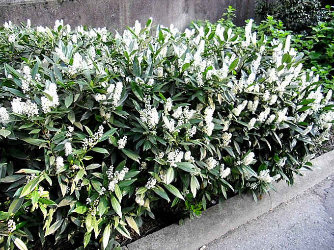 Лавровишня Живая Изгородь Фото – Telegraph