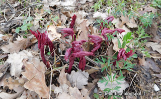 peonia rose erbe aromatiche erbe officinali orto ortica dittamo percorsi olfattivi confetture erbe secche fusi di lavanda tarassaco ribes e altro ancora nel giardino della fattoria didattica dell ortica a Savigno Valsamoggia Bologna vicino Zocca in Appennino