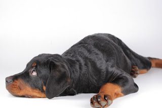 Perro deprimido estado de depresion en un perro enfermo