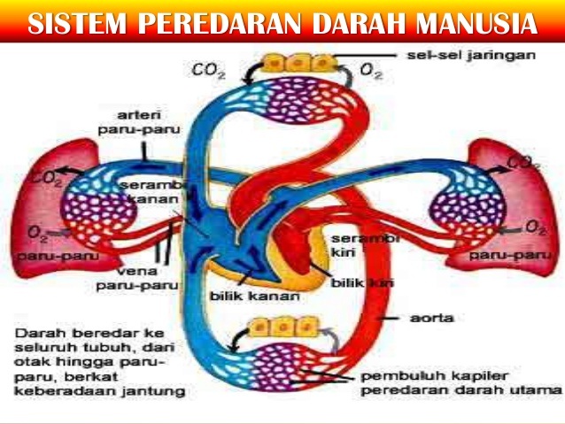Peredaran Darah Manusia Artikel Lengkap Kampung Ilmu Artikel Motivasi Motivasi Belajar Materi Pelajaran Peredaran Darah Manusia Artikel Lengkap Kampung Ilmu Artikel Motivasi Motivasi Belajar Materi Pelajaran