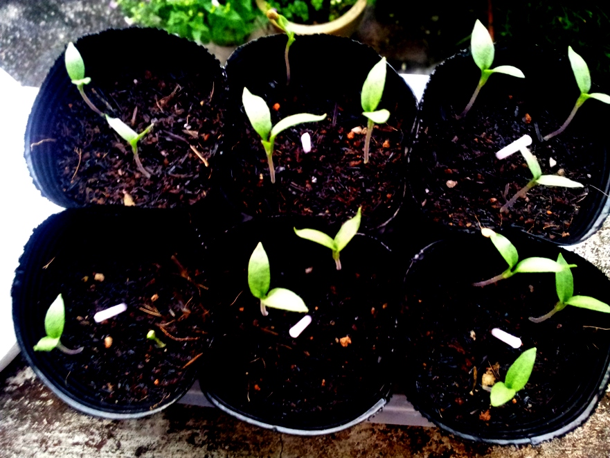EDIBLE GARDEN LANDSCAPE Growing Aubergine, Brinjal or Eggplant (From